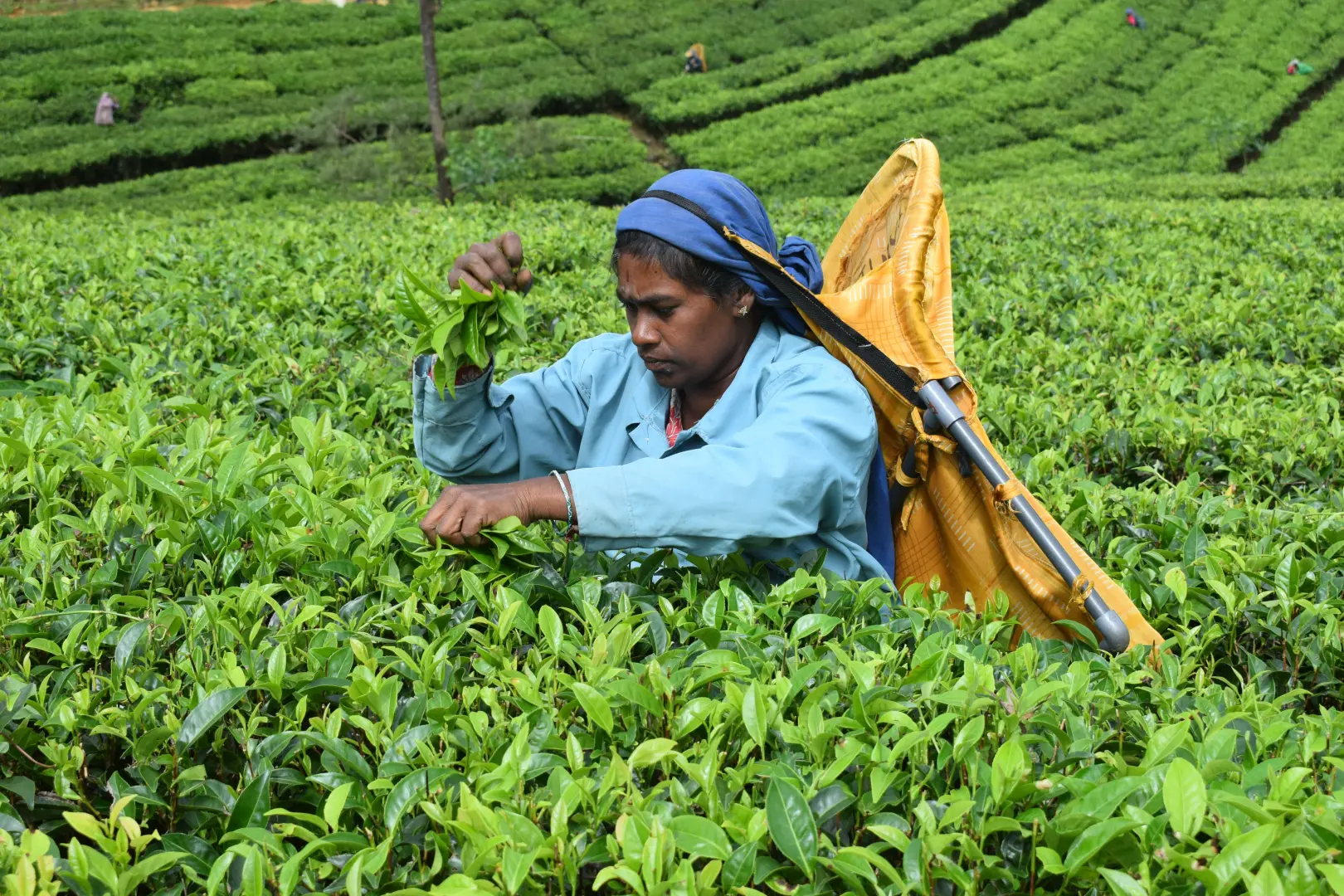 Luxury Sri Lanka Grand Tour (10 Days) - photo 8