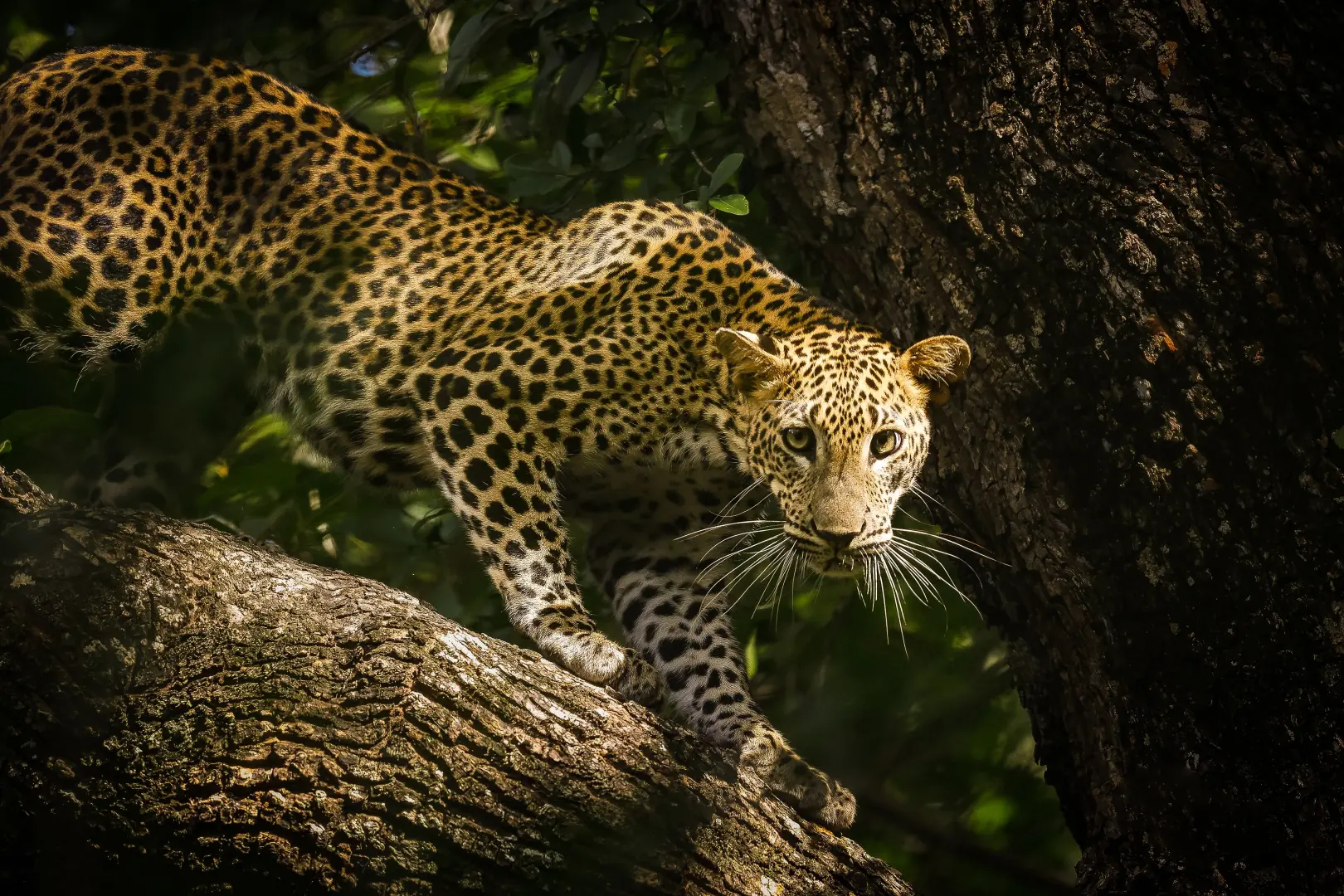 Luxury Sri Lanka Grand Tour (10 Days) - photo 11