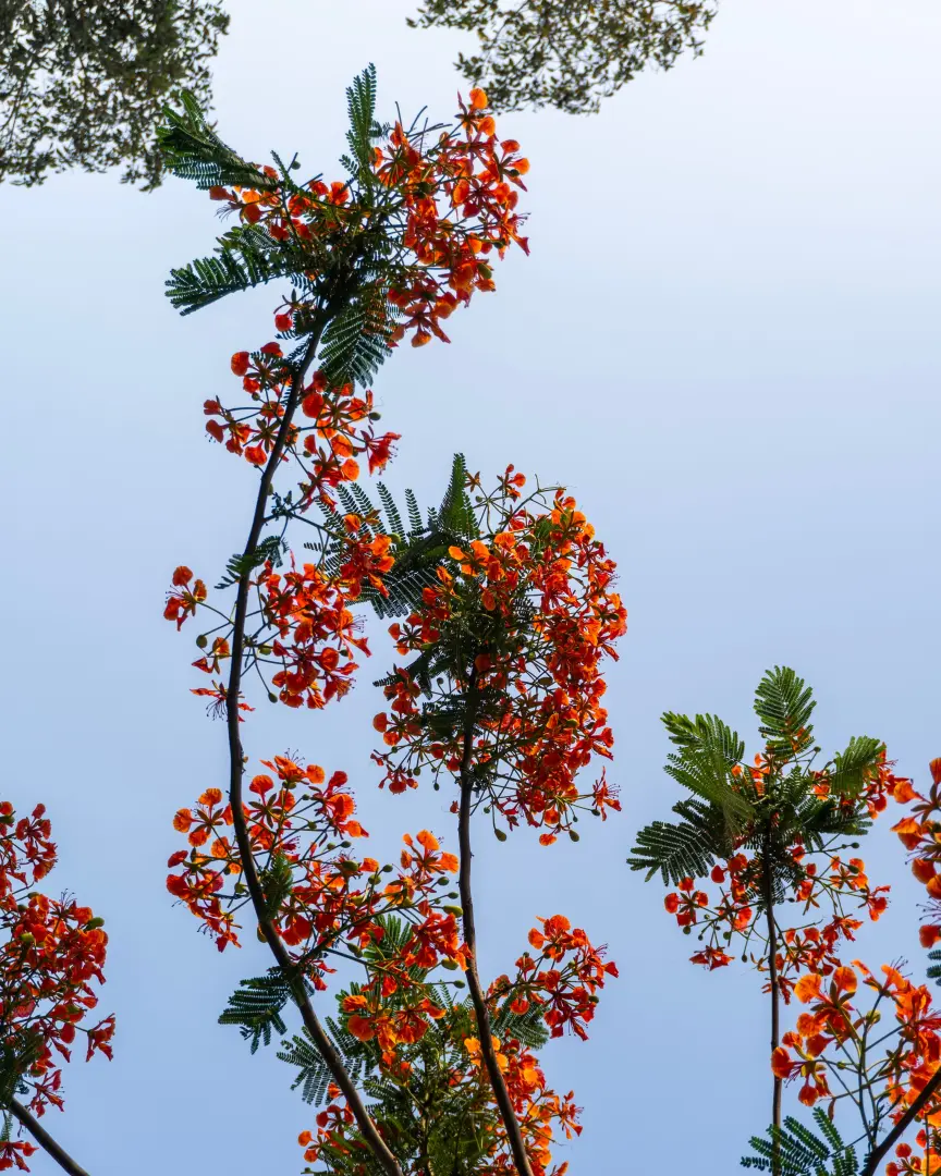 Luxury Wellness & Ayurveda Retreat (7 Days) - photo 11