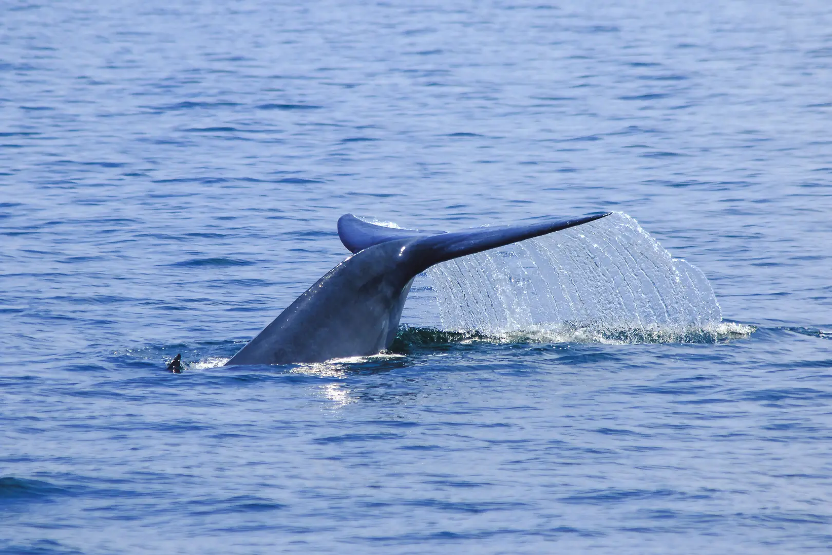 Sri Lanka Adventure & Wildlife Tour (8 Days) - photo 4