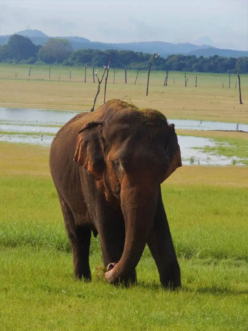 Sri Lanka Adventure & Wildlife Tour (8 Days) - photo 8