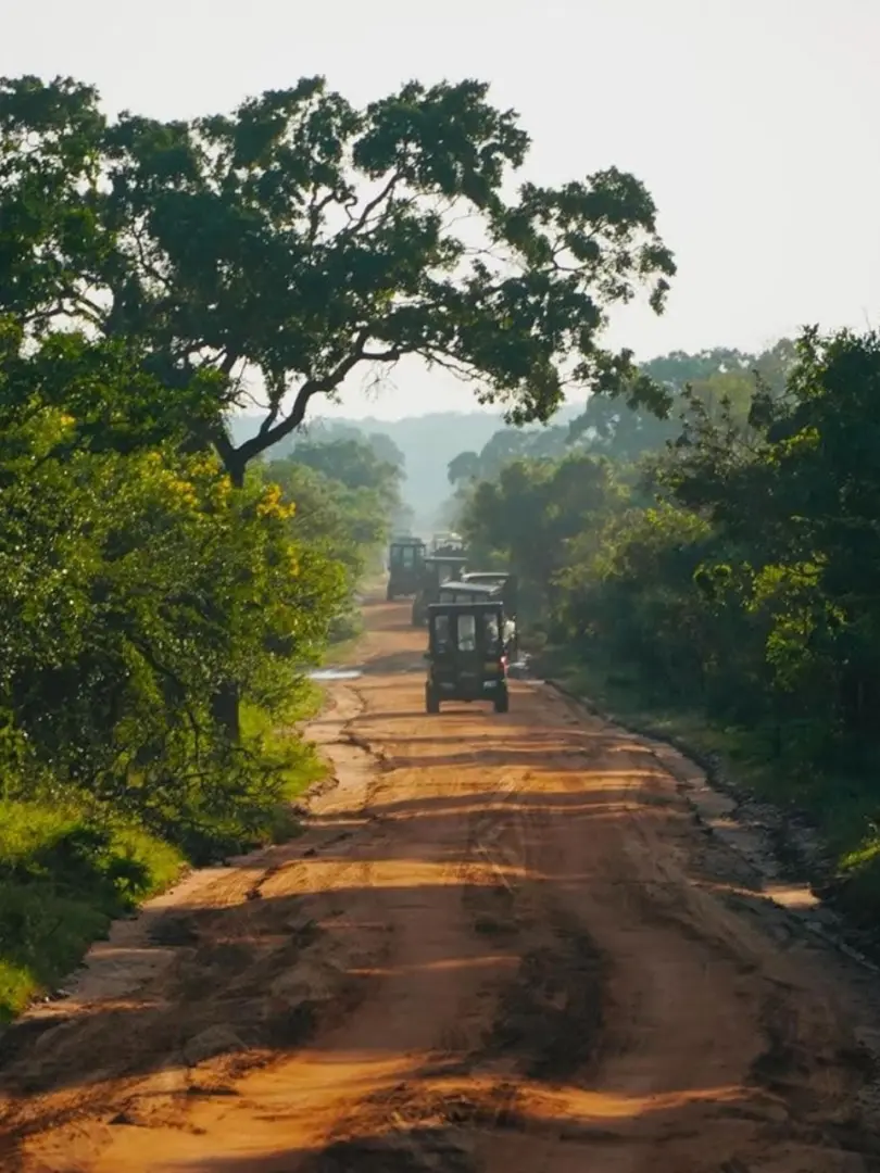 Yala National Park – Wildlife Safari Adventure - photo 3