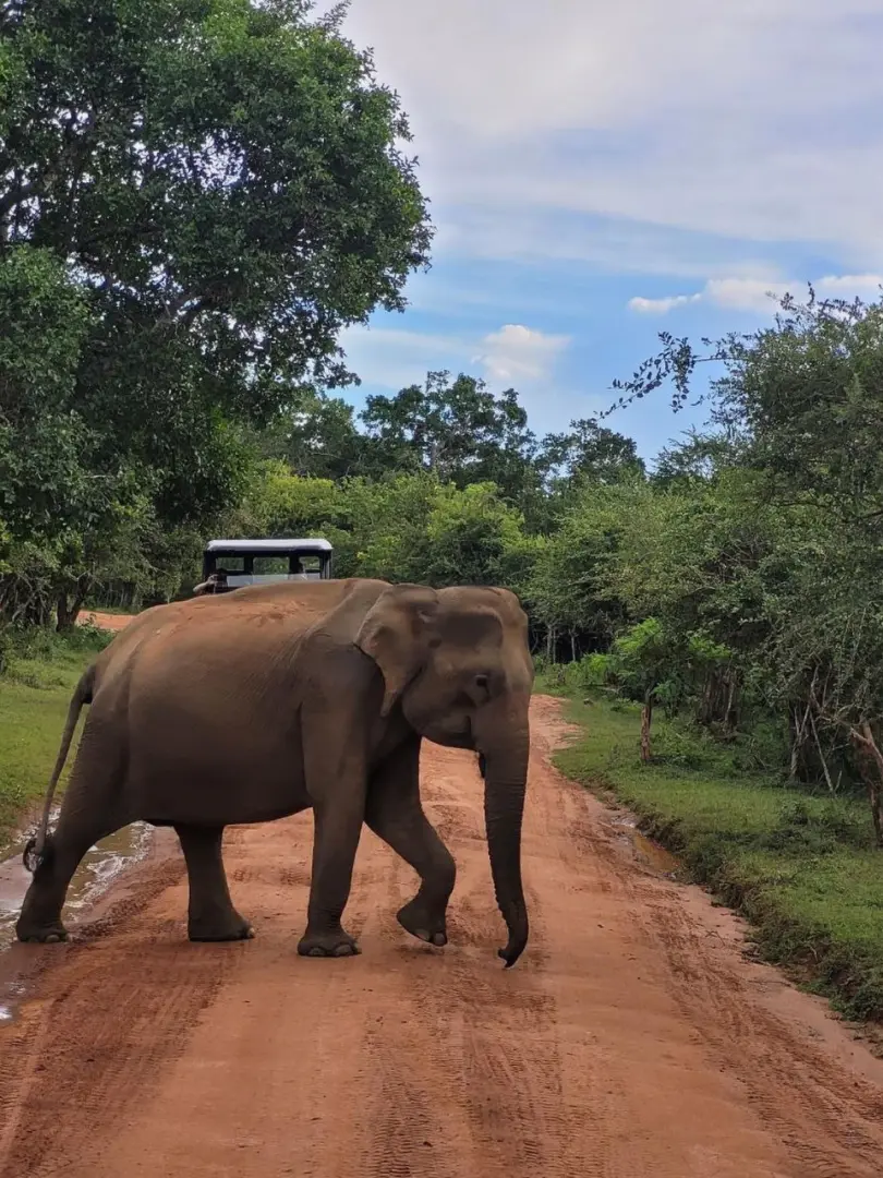 Yala National Park – Wildlife Safari Adventure - photo 4
