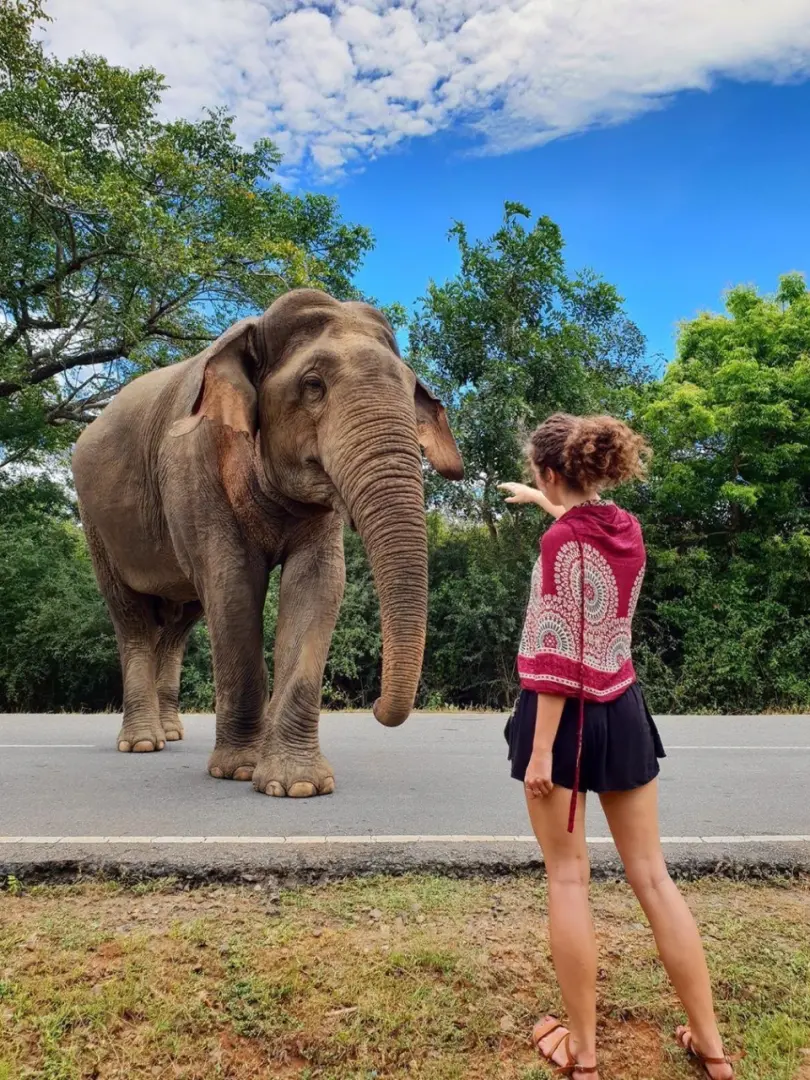 Yala National Park – Wildlife Safari Adventure - photo 6