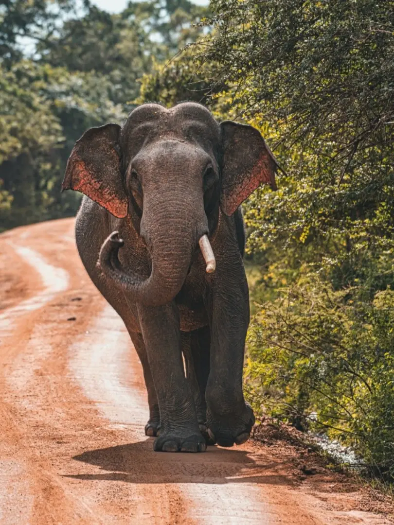 Yala National Park – Wildlife Safari Adventure - photo 8