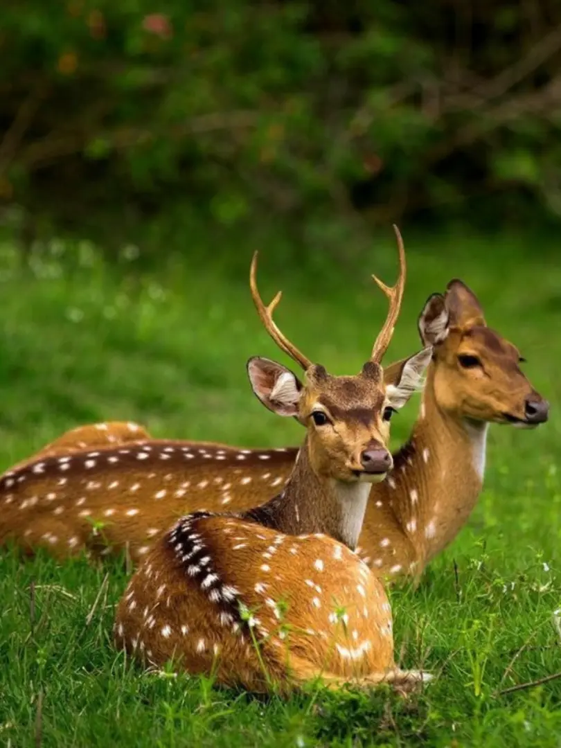 Yala National Park – Wildlife Safari Adventure - photo 9