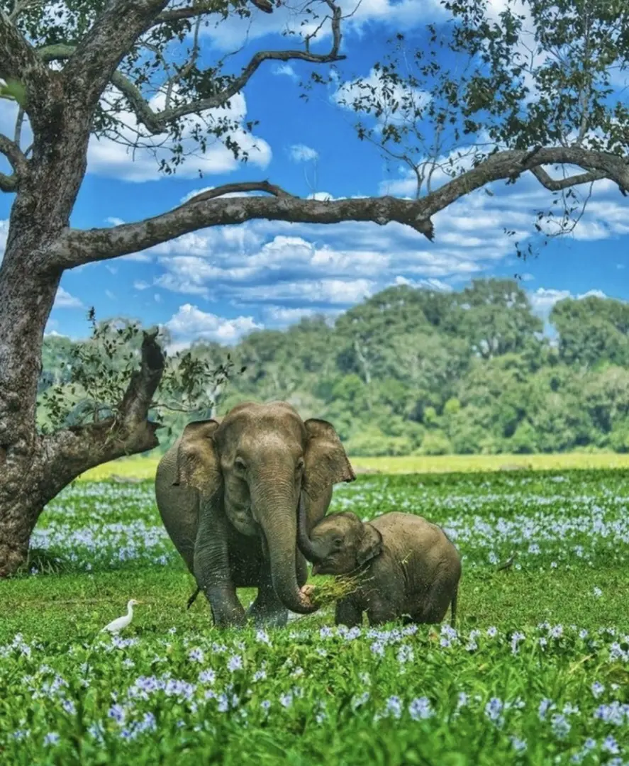 Minneriya National Park – The Elephant Gathering - photo 1