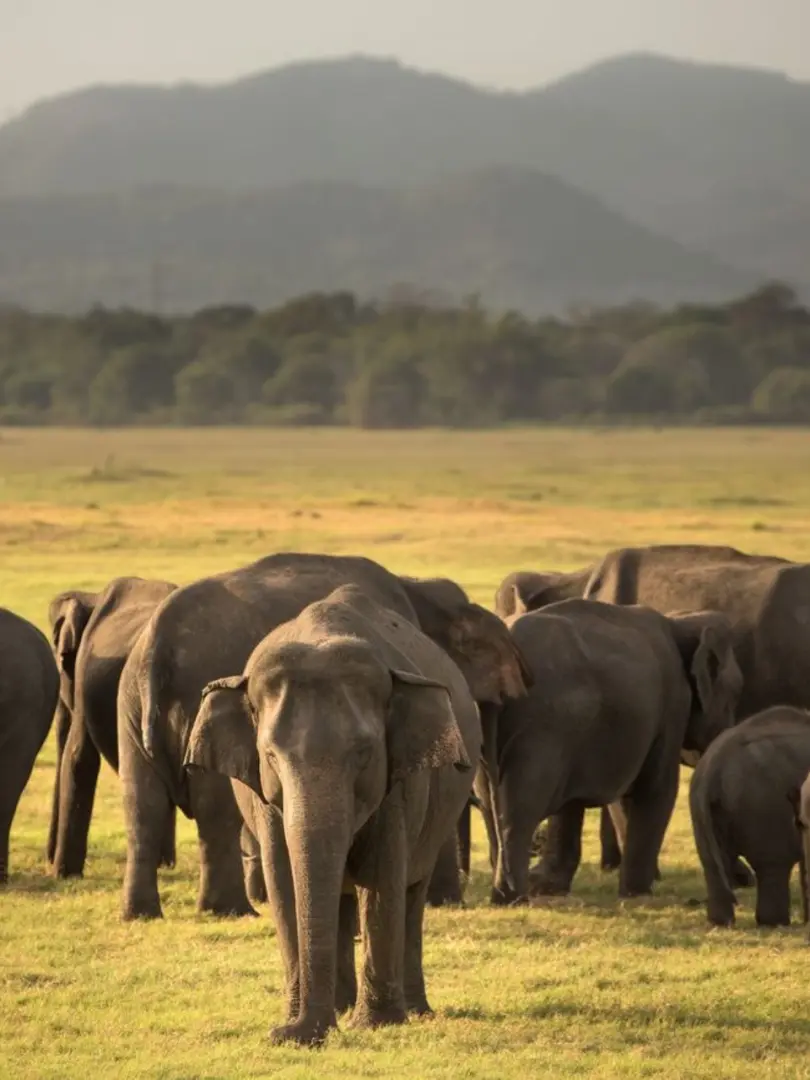 Minneriya National Park – The Elephant Gathering - photo 2