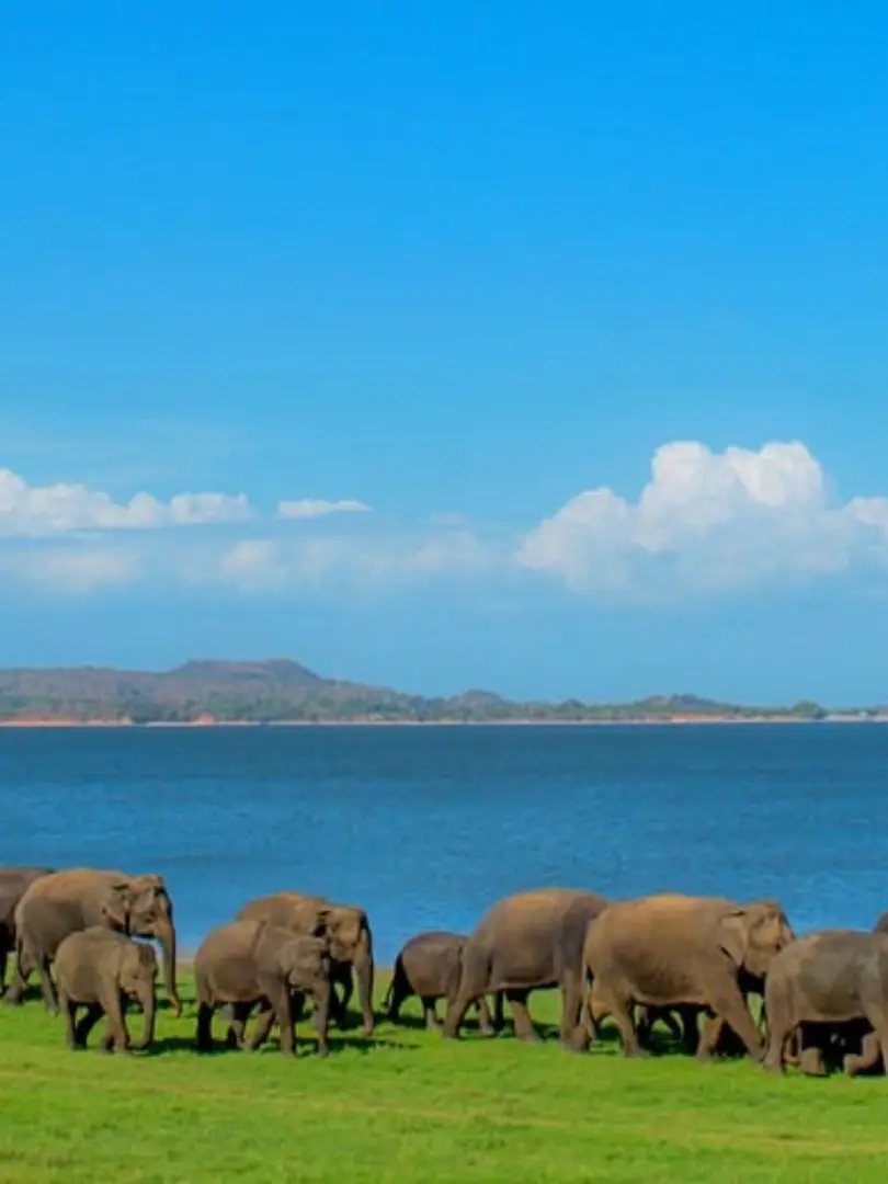 Minneriya National Park – The Elephant Gathering - photo 3