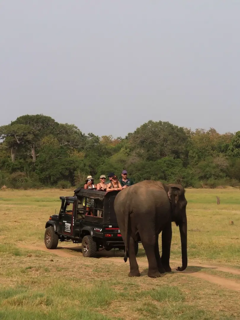 Minneriya National Park – The Elephant Gathering - photo 5