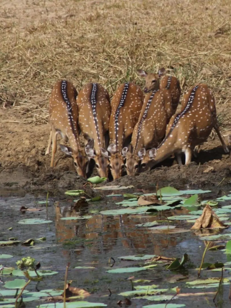 Minneriya National Park – The Elephant Gathering - photo 8