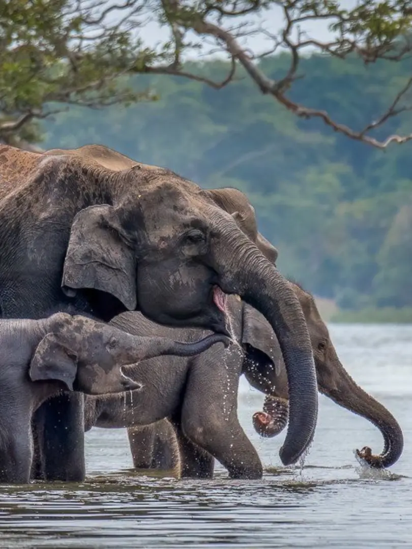 Minneriya National Park – The Elephant Gathering - photo 9