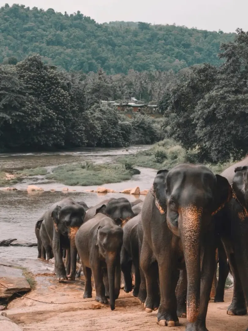 Pinnawala Elephant Orphanage – Meet Sri Lanka's Giants - photo 1