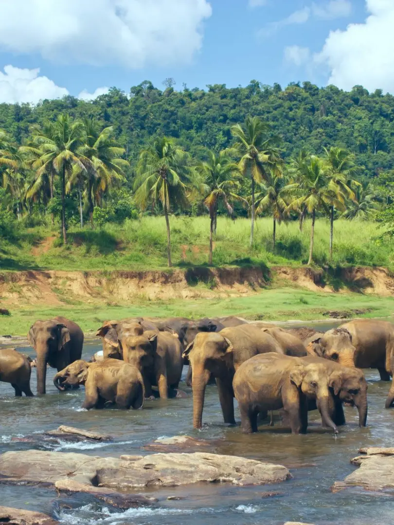 Pinnawala Elephant Orphanage – Meet Sri Lanka's Giants - photo 4