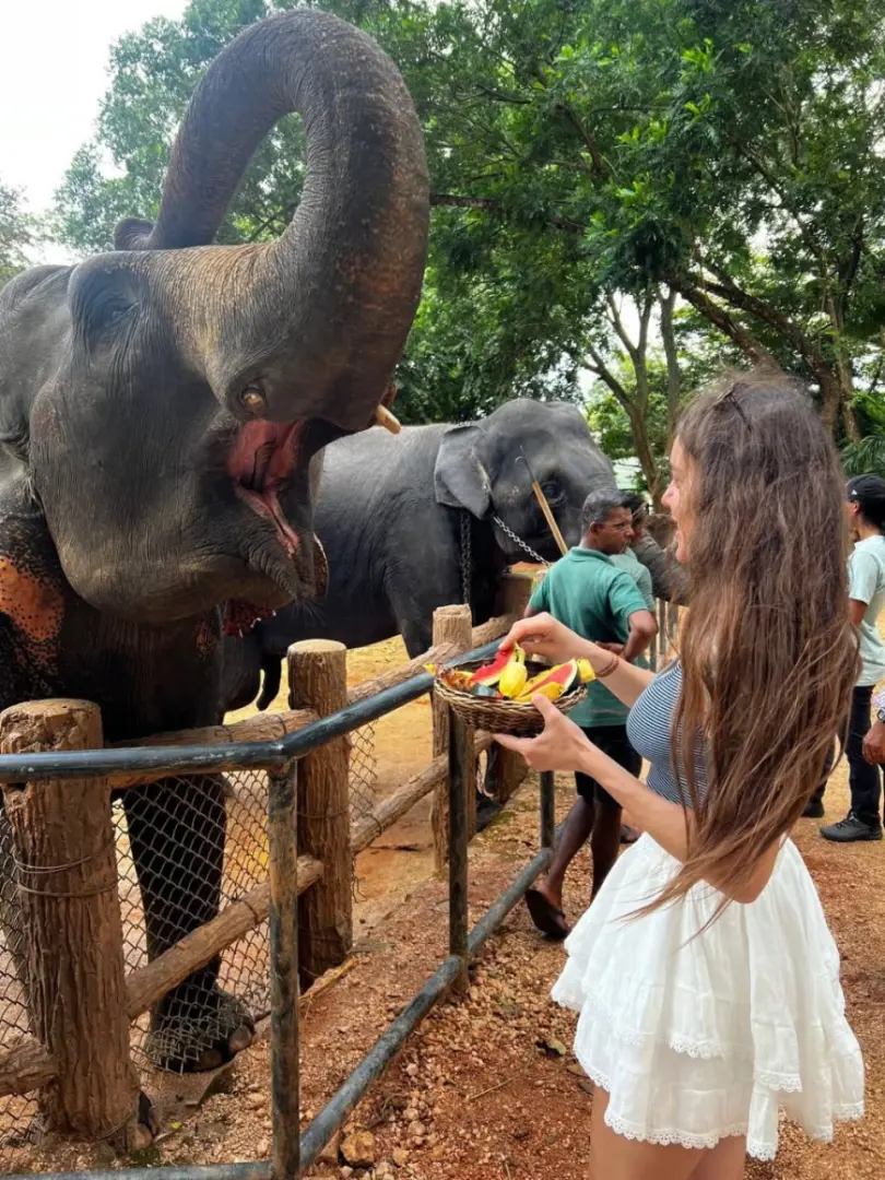 Pinnawala Elephant Orphanage – Meet Sri Lanka's Giants - photo 6