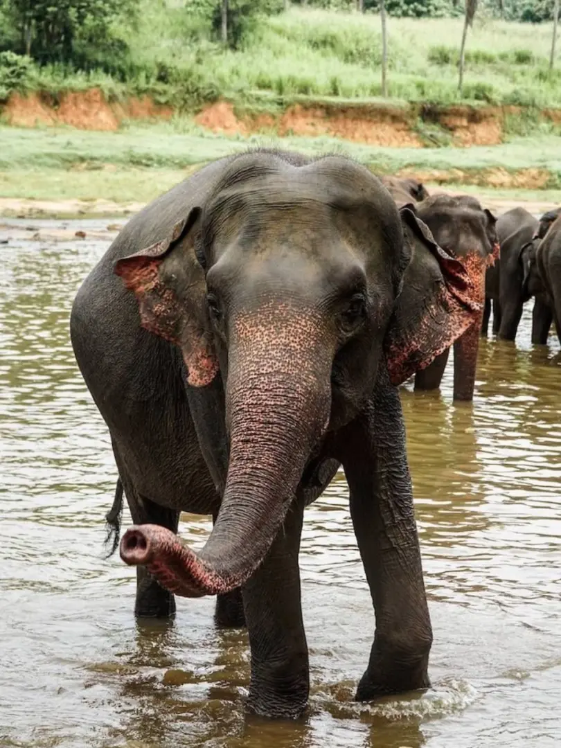 Pinnawala Elephant Orphanage – Meet Sri Lanka's Giants - photo 8