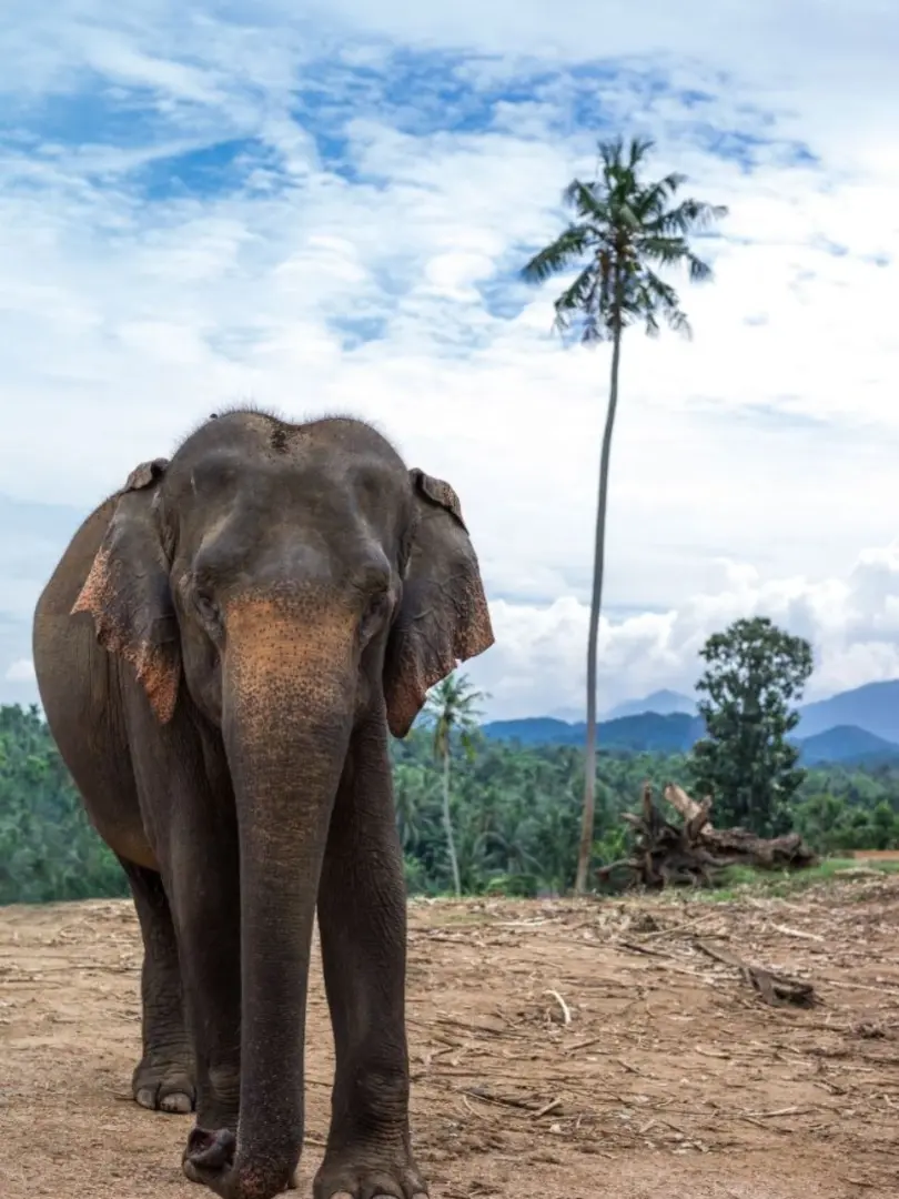 Pinnawala Elephant Orphanage – Meet Sri Lanka's Giants - photo 10