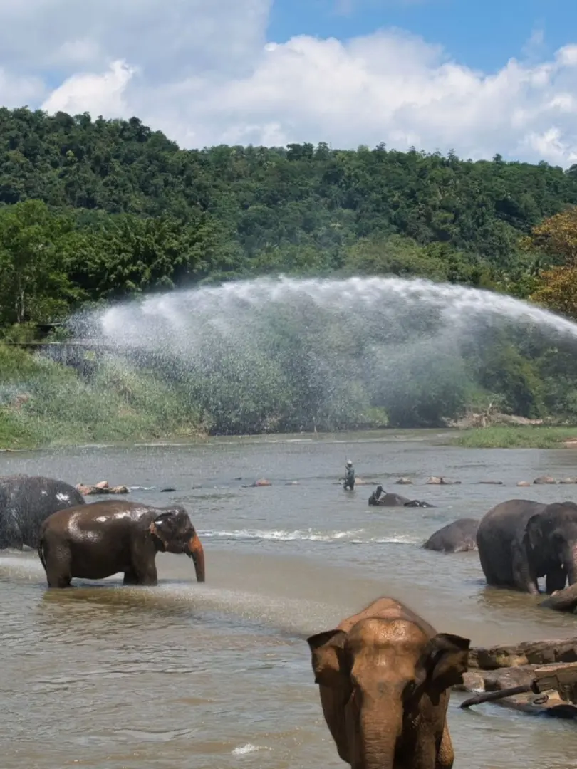 Pinnawala Elephant Orphanage – Meet Sri Lanka's Giants - photo 11