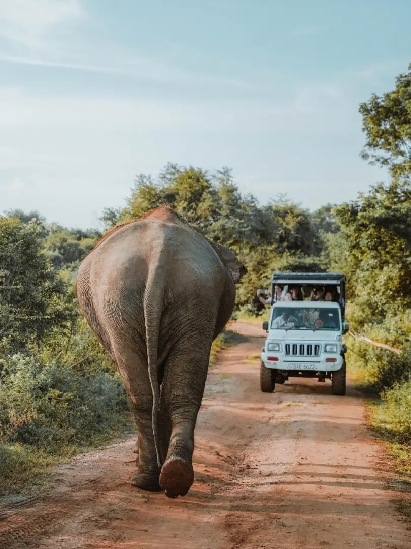 Udawalawe National Park – Elephant Safari - photo 1