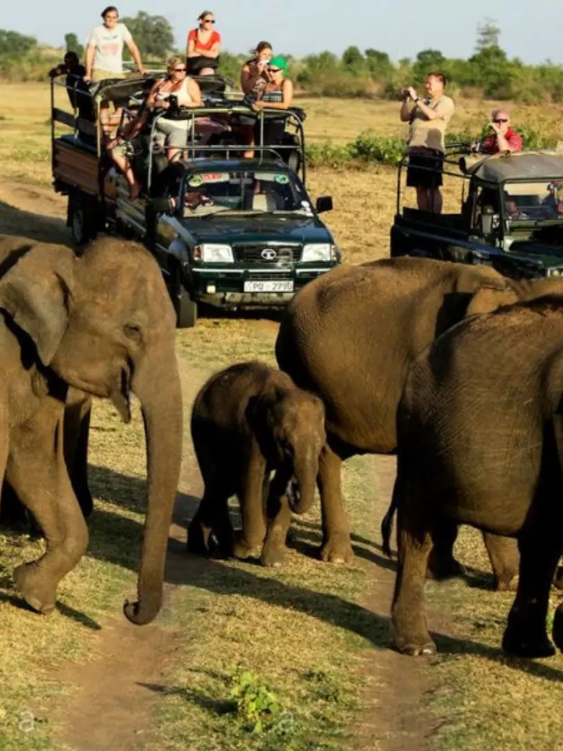 Udawalawe National Park – Elephant Safari - photo 5