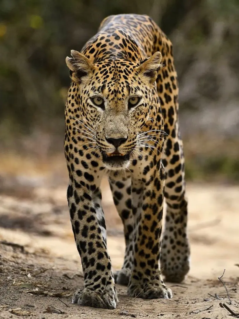 Wilpattu National Park – Leopard Country - photo 2