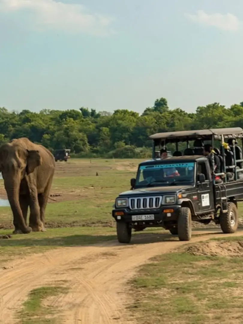 Wilpattu National Park – Leopard Country - photo 5