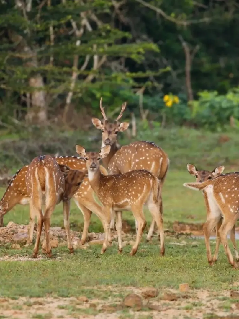 Wilpattu National Park – Leopard Country - photo 10