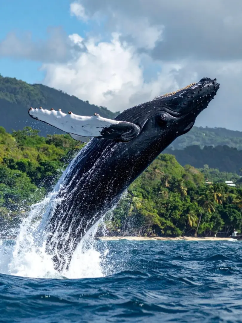 Kalpitiya – Whale Sharks & Dolphin Watching - photo 3