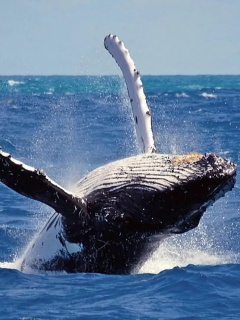 Mirissa – Paradise for Beach Lovers & Whale Watching - photo 8