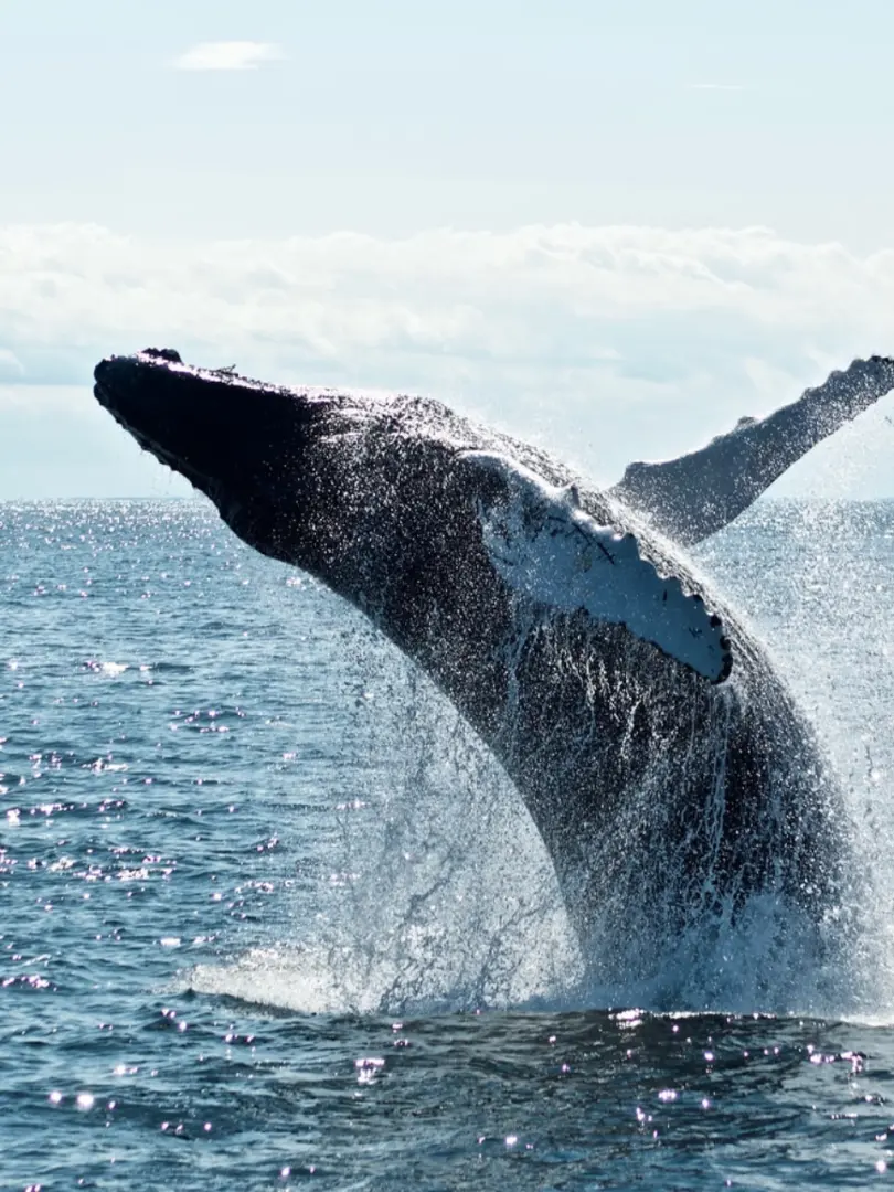 Mirissa – Paradise for Beach Lovers & Whale Watching - photo 9