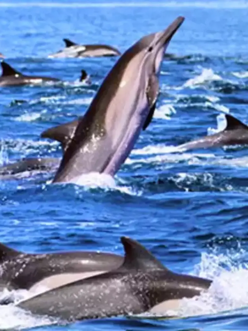 Mirissa – Paradise for Beach Lovers & Whale Watching - photo 10