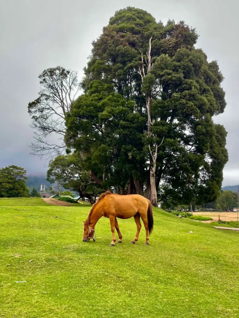 Nuwara Eliya – Little England of Sri Lanka - photo 7