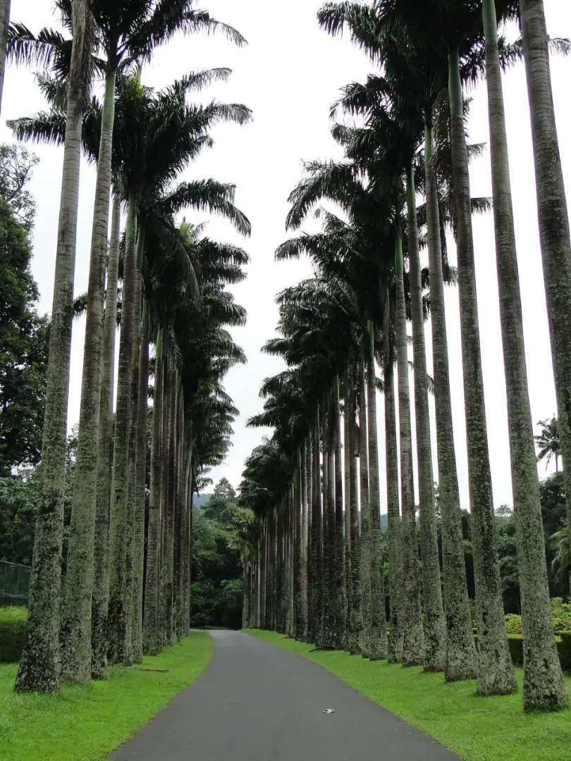 Peradeniya Royal Botanical Gardens – A Green Paradise - photo 2