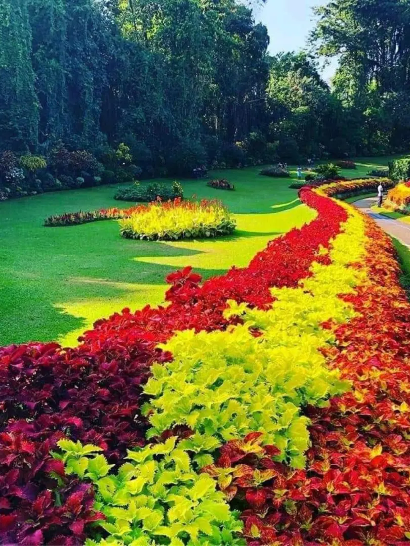 Peradeniya Royal Botanical Gardens – A Green Paradise - photo 5