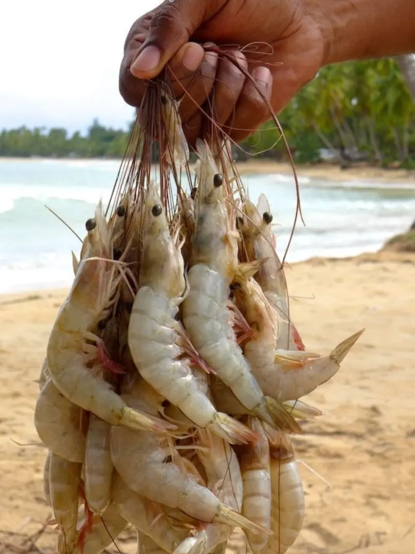 Negombo – The Beach Town Near the Airport - photo 6